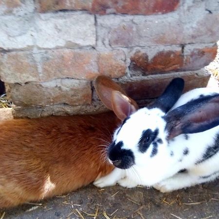 Отель Jurtafarm Rackeve - A Nomad Luxus Экстерьер фото